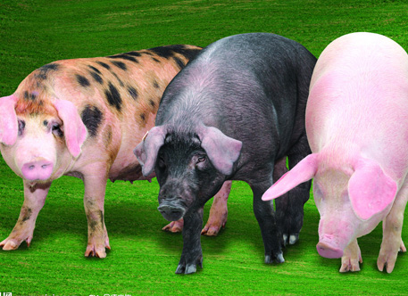 花垣首个牲猪交易中心正式运营