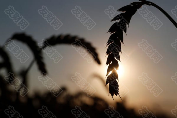 印度禁止小麦出口 此前热浪导致小麦减产及价格飙升