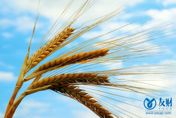 俄乌冲突对全球粮食安全的影响 俄乌冲突对全球粮食安全的影响