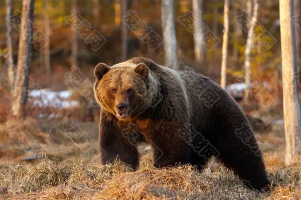 华尔街最后的空头：为什么摩根大通的科拉诺维奇坚持他对市场下跌20%的预测